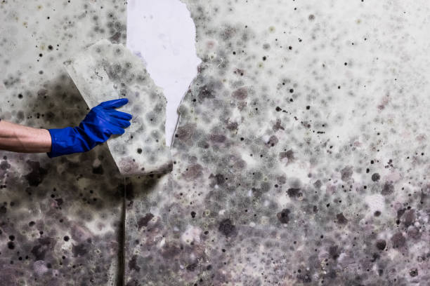 Office Mold Removal Services in Dillsburg, PA